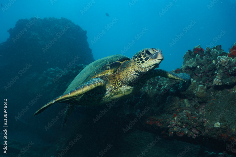 Fototapeta premium Green Sea Turtle Swimming Near Coral Reef, Lahaina