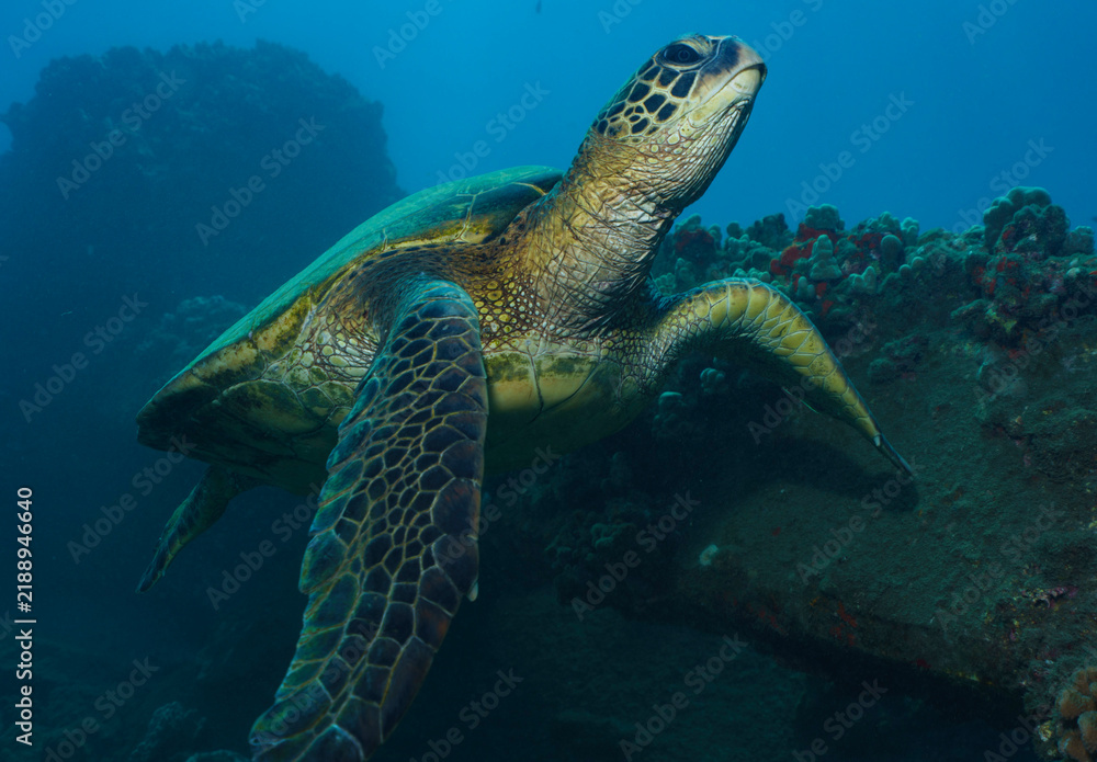 Fototapeta premium Green Sea Turtle Swimming in Lahaina, Hawaii