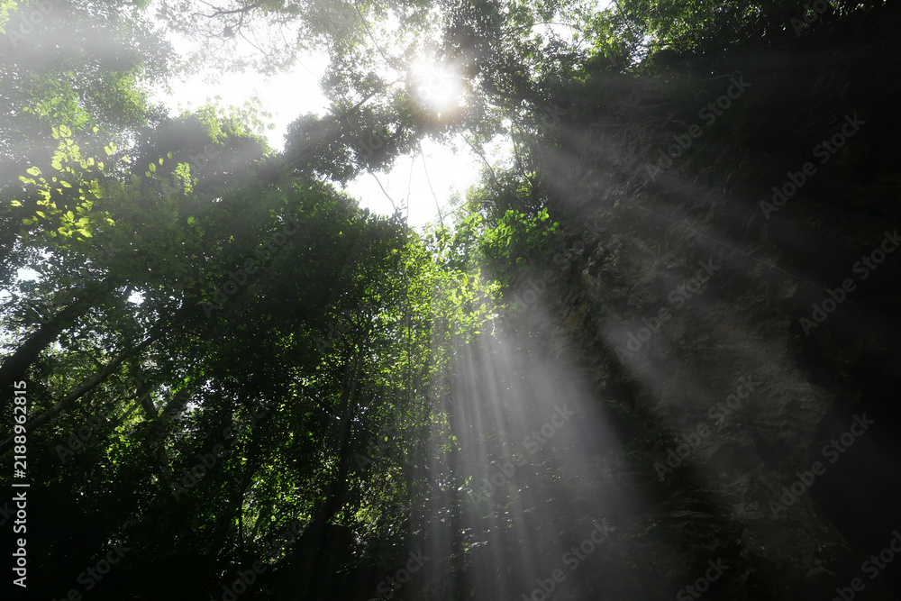 Obraz premium Magical sunbeams and morning light streaming through lush green forest canopy