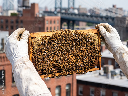 Beekeeper holding a wooden honeycomb frame covered in bees on an urban rooftop