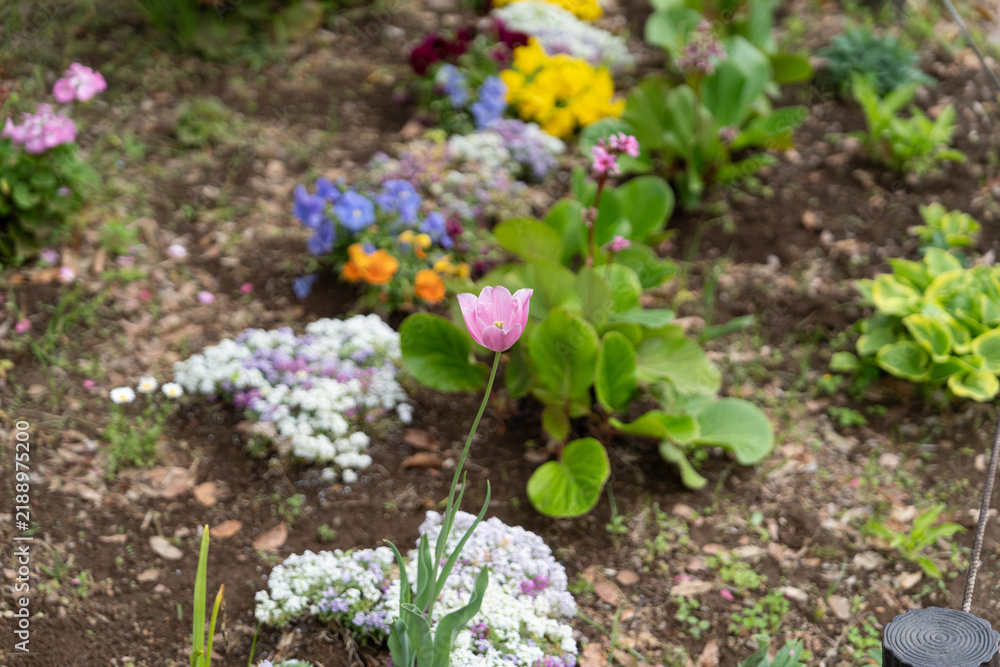 Fototapeta premium Single Pink Tulip Blooming in a Colorful Spring Flowerbed at Kameido Chuo Park
