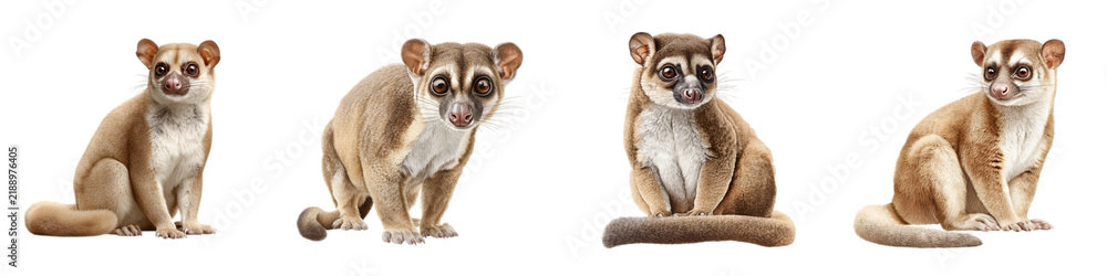 Obraz premium Cute Mouse Lemurs: Four Adorable Primate Portraits on White