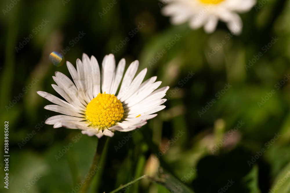 Fototapeta premium white daisy flower