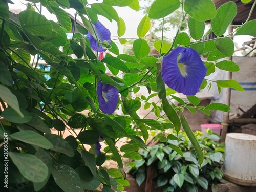 Blue flowers in the garden