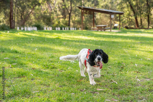 Obraz na płótnie springer spaniel dog running in a park