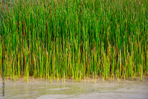 Canvastavla Needle Spikerush growing in a brackish lagoon area