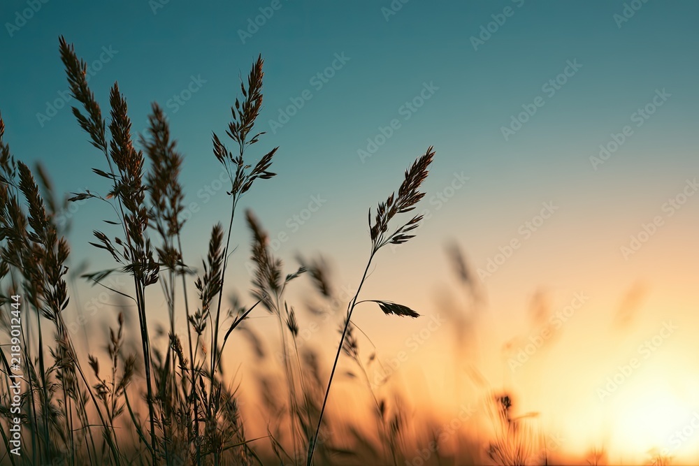 Obraz premium Tall grasses sway against a warm, glowing sunset sky with soft focus