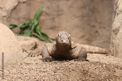 Quadro su tela Spellbound Komodo