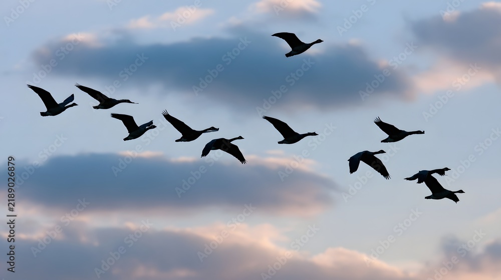 Fototapeta premium Silhouettes of geese flying in formation against a cloudy sky during twilight hours showcasing natural avian mig n patterns