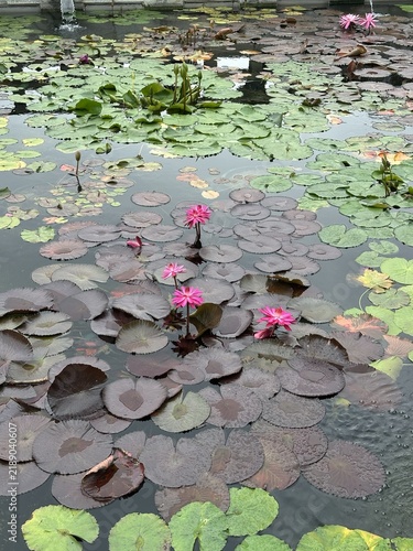 Konstfotografi Pink Water Lilies Blooming in Tranquil Pond with Green Lily Pads