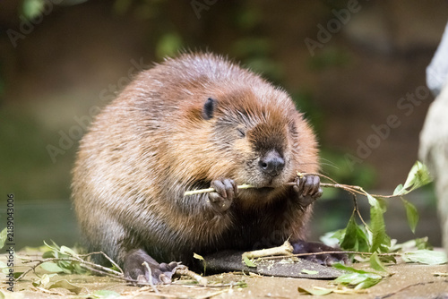 Fotografie The North American beaver (Castor canadensis) is gnawing on a branch