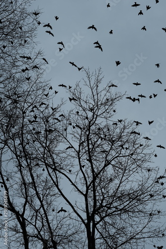 Starlings silhouettes swarming a barren tree, spooky halloween vibes