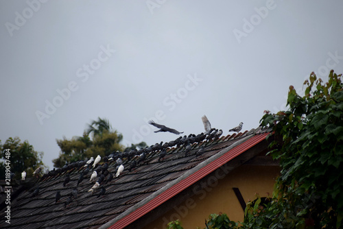 Konstfotografi Traditional Asian tiled roof with red eaves and leafy trees