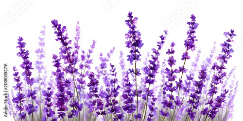 Beautiful purple lavender flowers blooming on slender green stems against a clean white background