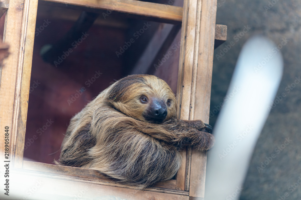 Fototapeta premium Sleepy Brown Sloth Resting in Wooden Window Frame