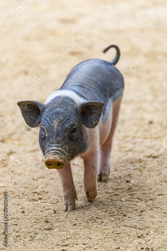 Картината върху платно Young Pig Walking on Sandy Ground