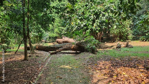 Lush tropical forest with a natural stone pathway and fallen logs.