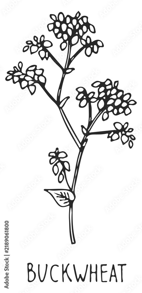Obraz premium Buckwheat plant sketch. Agricultural crop. Farm grain