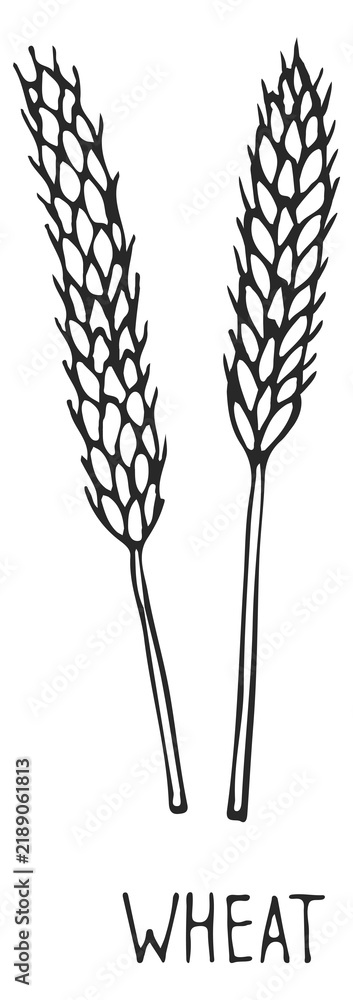 Obraz premium Wheat ear. Farm crop cereal grain sketch