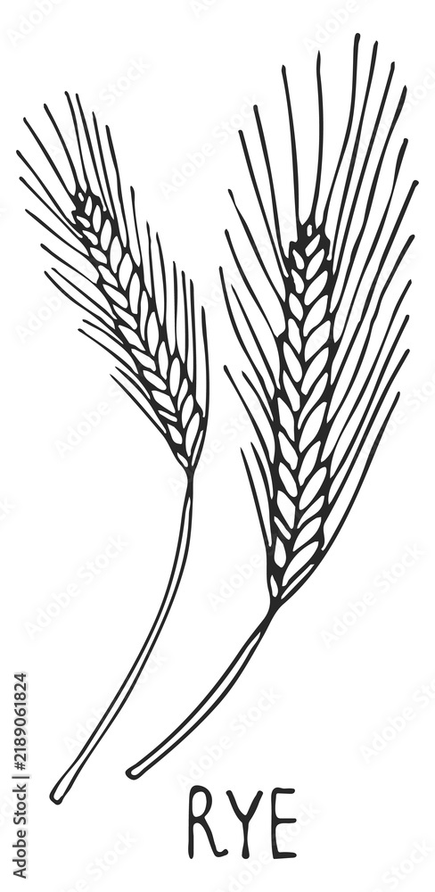 Obraz premium Rye ear sketch. Farm cereal crop drawing