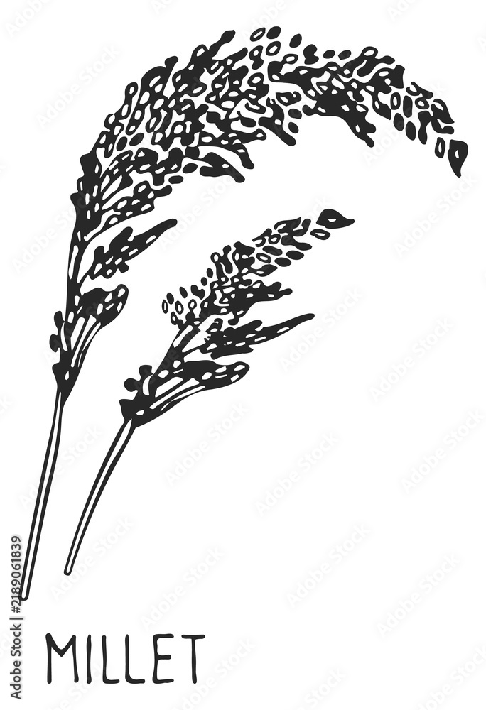 Obraz premium Millet drawing. Grain crop ear. Farm plant