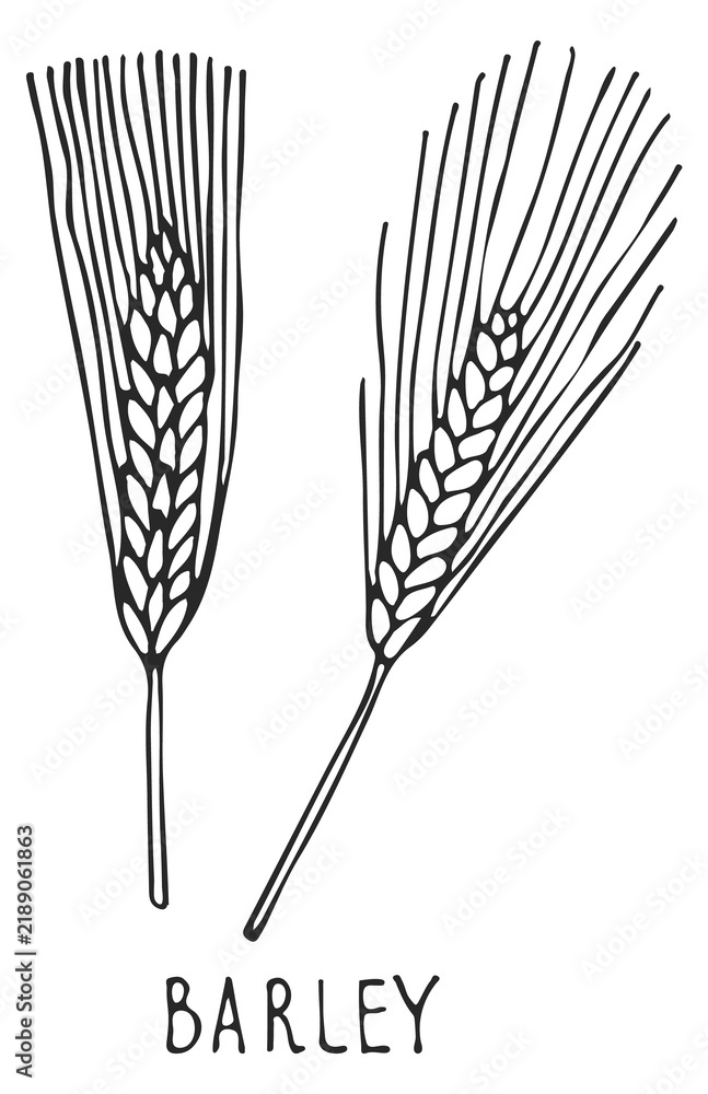 Obraz premium Barley ear. Grain crop. Farm natural plant