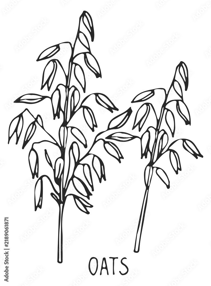 Obraz premium Oats plant. Cereal grain plant sketch drawing