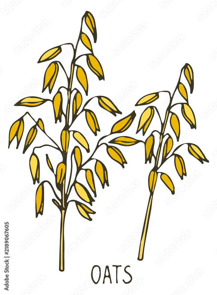 Obraz premium Oats plant hand drawn sketch. Color farm crop