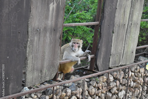 Monkey looking at the camera 