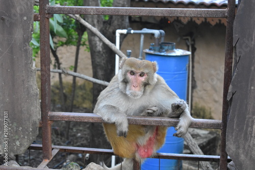 A monkey with cute face 