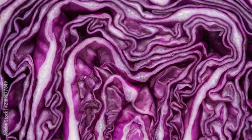 Macro Cross Section Pattern of Fresh Red Cabbage Layers and Veins