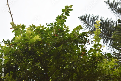 green leaves in the sun
