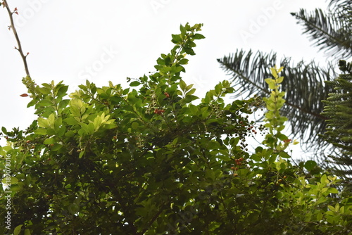 green leaves and sun