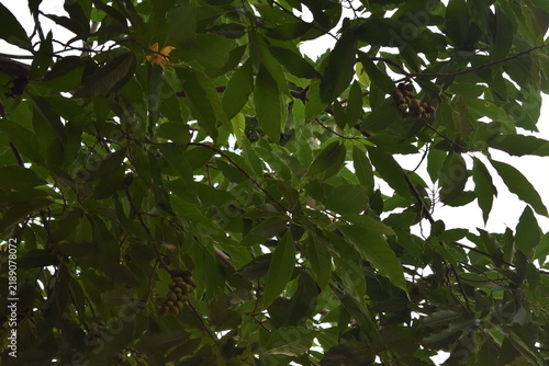 green apple tree