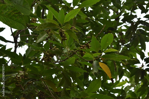 green apple tree