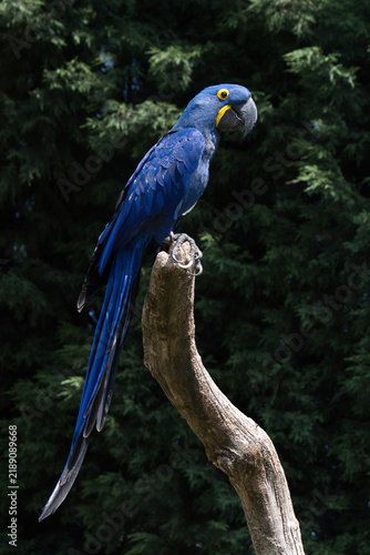 Profile view of a Hyacinth Macaw, Anodorhynchus hyacinthinus, perched on a curved branch, showing vibrant cobalt plumage and yellow facial patches against dark foliage.