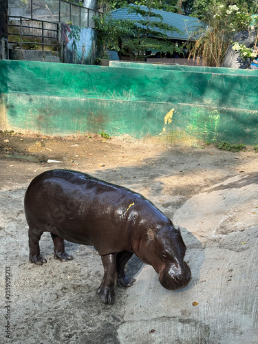 Photography Hippopotamus standing near a water enclosure at a zoo