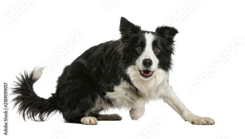 Quadro su tela Energetic black and white Border Collie dog in playful pose, isolated on transpa