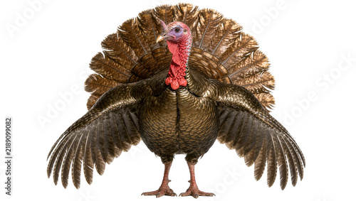 Male turkey displaying fanned tail feathers and wings, isolated on transparent background