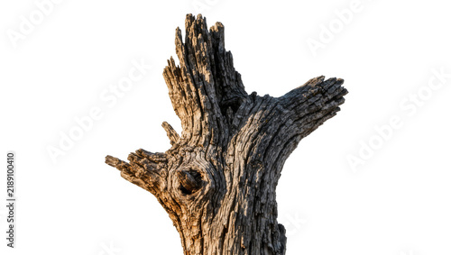 Gnarled weathered dead tree stump with rough bark texture, isolated on transparent background