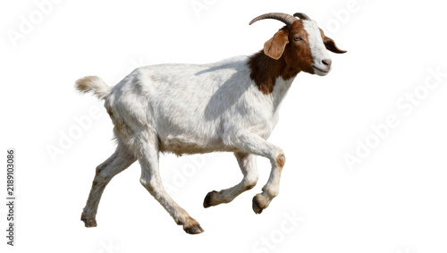 Photography White and brown goat running, isolated on transparent background