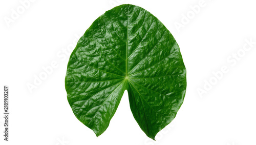 Foto Single textured green leaf with prominent veins, isolated on transparent backgro