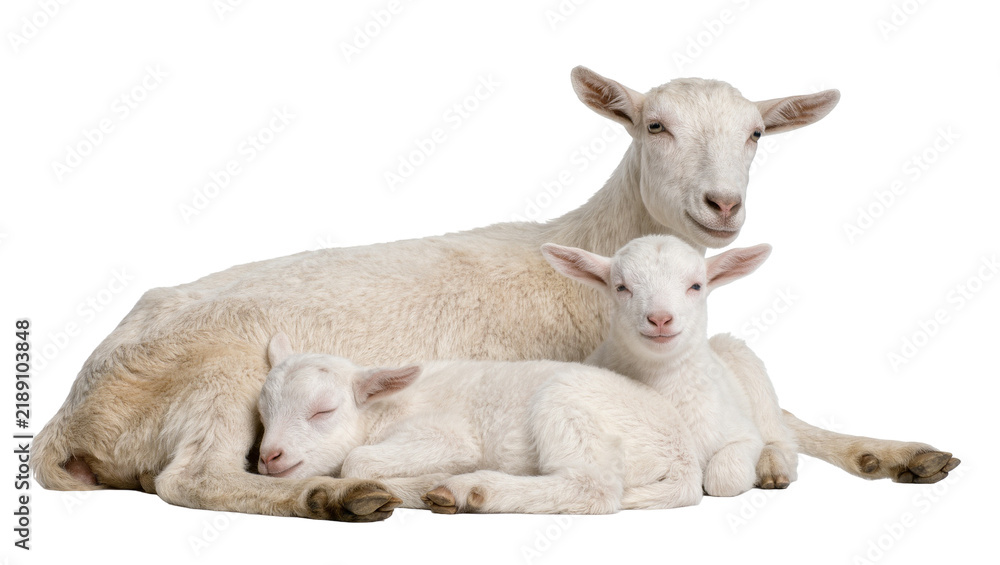 Fototapeta premium Mother goat resting with two young lambs one sleeping peacefully, isolated on transparent background
