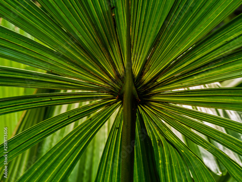  Cabbage Tree Palm (Livistona) Centre
