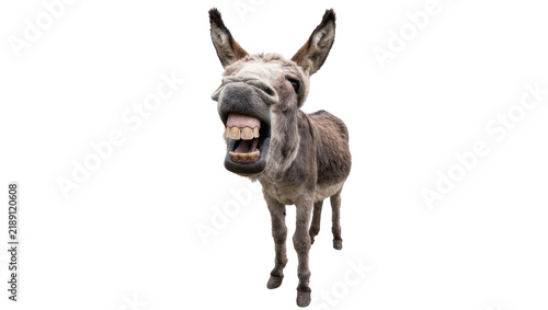 Obraz na plátně Funny donkey with wide open mouth and big teeth, isolated on transparent backgro