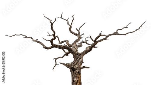 Gnarly dead tree trunk with twisted branches, isolated on transparent background
