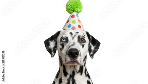 Photography Dalmatian dog wearing a polka dot party hat with a green pompom, isolated on tra