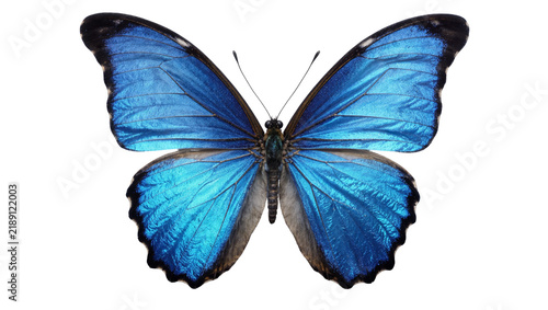 Fotografie Vibrant blue morpho butterfly with iridescent wings, isolated on transparent bac