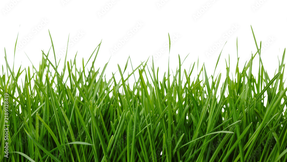 Obraz premium Vibrant green grass blades fresh and healthy, isolated on transparent background