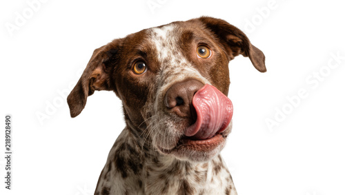 Obraz na płótnie Brown and white spotted dog licking its nose, isolated on transparent background